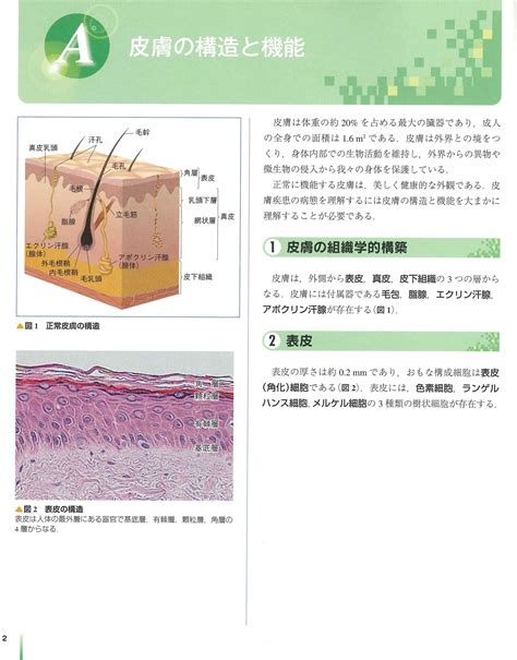 健康的皮膚|【皮膚科医監修】皮膚の構造や働きを知って健康な肌。